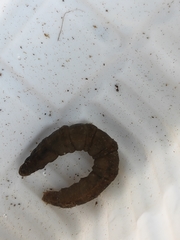 Tipulidae