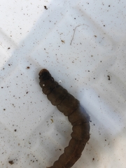 Tipulidae