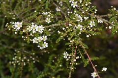 Sannantha cunninghamii