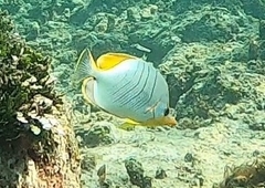 Chaetodon xanthocephalus