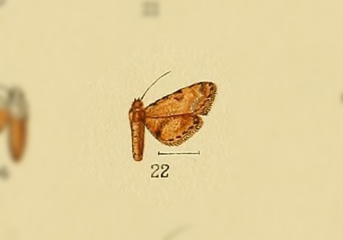 Araeopteron griseata