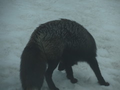 Vulpes vulpes cascadensis