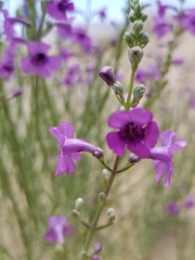 Penstemon thurberi