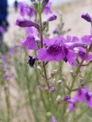 Penstemon thurberi