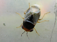 Geocoris varius