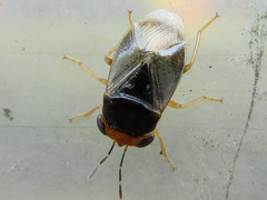Geocoris varius