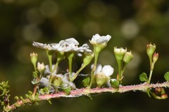 Sannantha cunninghamii