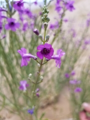 Penstemon thurberi