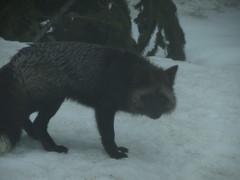 Vulpes vulpes cascadensis