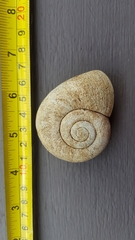 Pedinogyra rotabilis