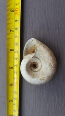 Pedinogyra rotabilis