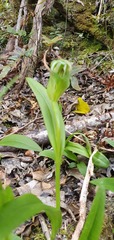 Pterostylis areolata