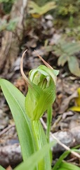Pterostylis areolata