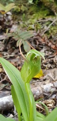 Pterostylis areolata