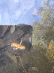 Cynops pyrrhogaster