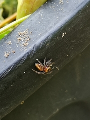 Opisthoncus mandibularis