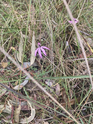 Image of Caladenia congesta by (c) Andrew Allen, some rights reserved (CC BY)