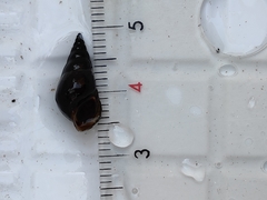 Semisulcospira