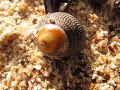 Chlorodiloma adelaidae