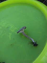 Pseudoclitocybe obbata