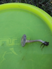 Pseudoclitocybe obbata