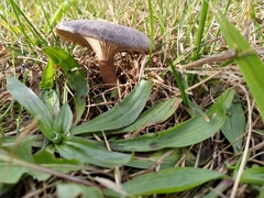 Pseudoclitocybe obbata