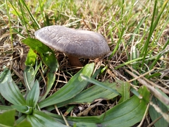 Pseudoclitocybe obbata