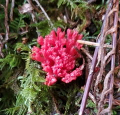 Ramaria araiospora