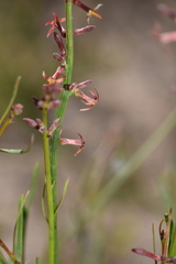 Stackhousia muricata