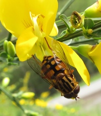 Helophilus campbelli