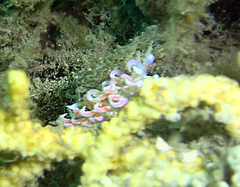 Phyllodesmium poindimiei