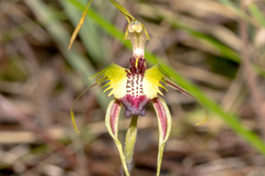 Caladenia parva