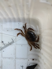 Geothelphusa dehaani