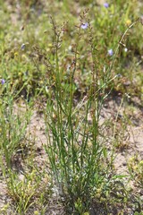 Stackhousia muricata