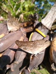 Archaeoprepona demophon