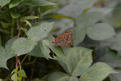 Neope goschkevitschii