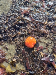 Aplidium benhami