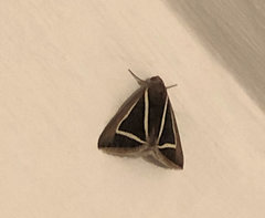 Chalciope delta