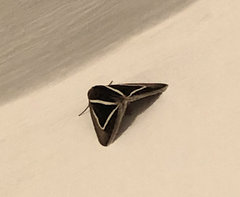 Chalciope delta