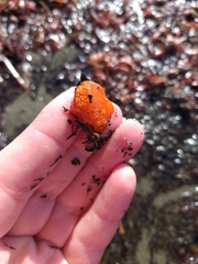 Aplidium benhami