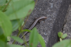 Plestiodon finitimus