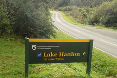 Petroica macrocephala