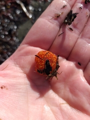 Aplidium benhami