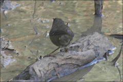 Sericornis frontalis