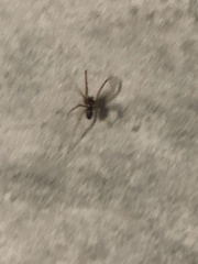 Steatoda grossa
