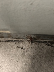Steatoda grossa