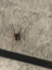 Steatoda grossa