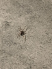 Steatoda grossa