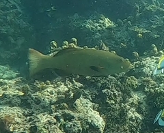 Plectropomus areolatus