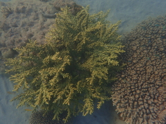 Acropora florida